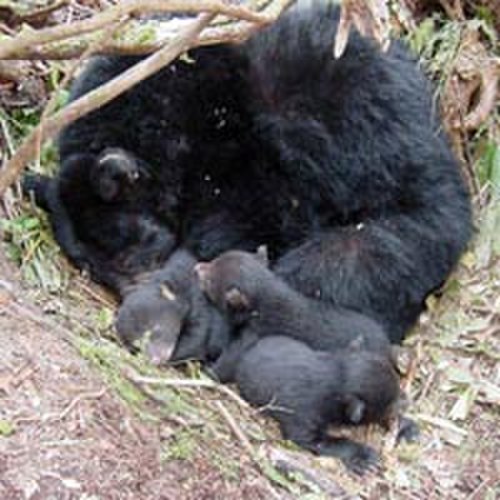 hibernasi pada beruang