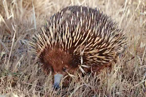 hibernasi pada echidna