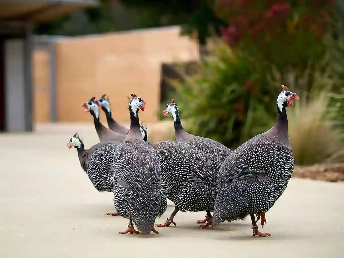 ayam mutiara