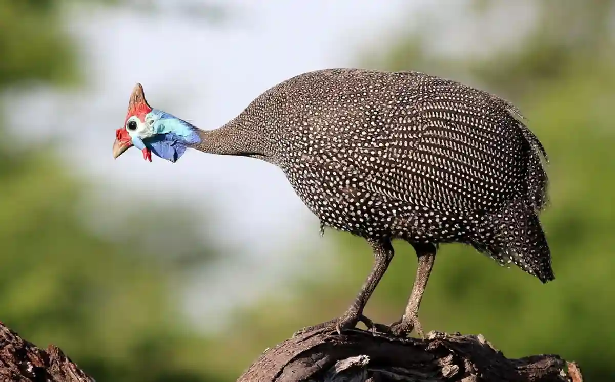 ayam mutiara