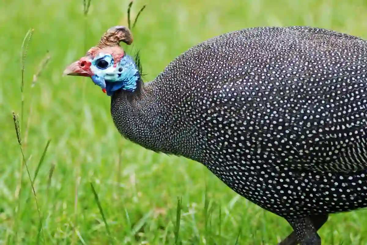 ayam mutiara