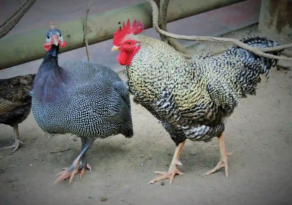 ayam mutiara