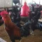ayam kub