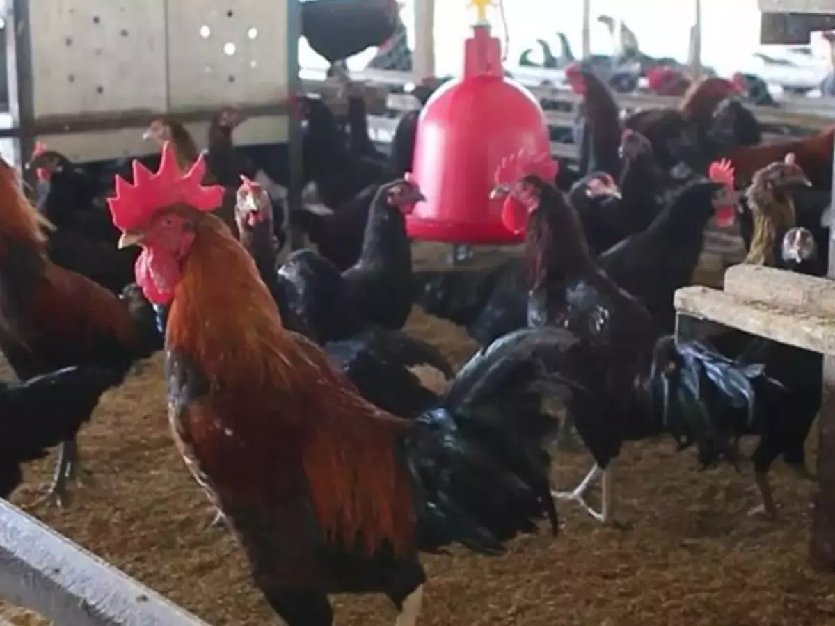 ayam kub