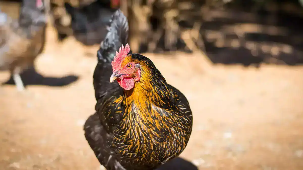 ayam kub