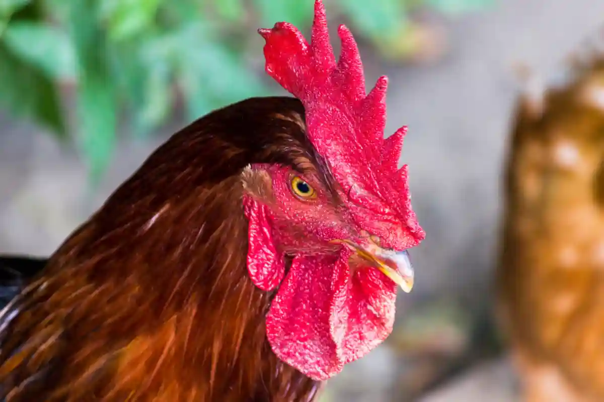 ayam kub