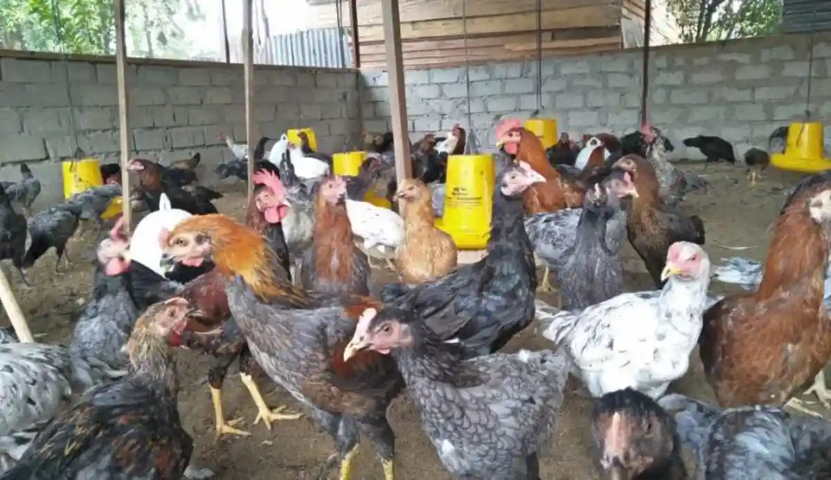 ayam kub