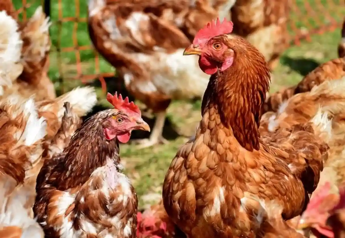 ayam joper