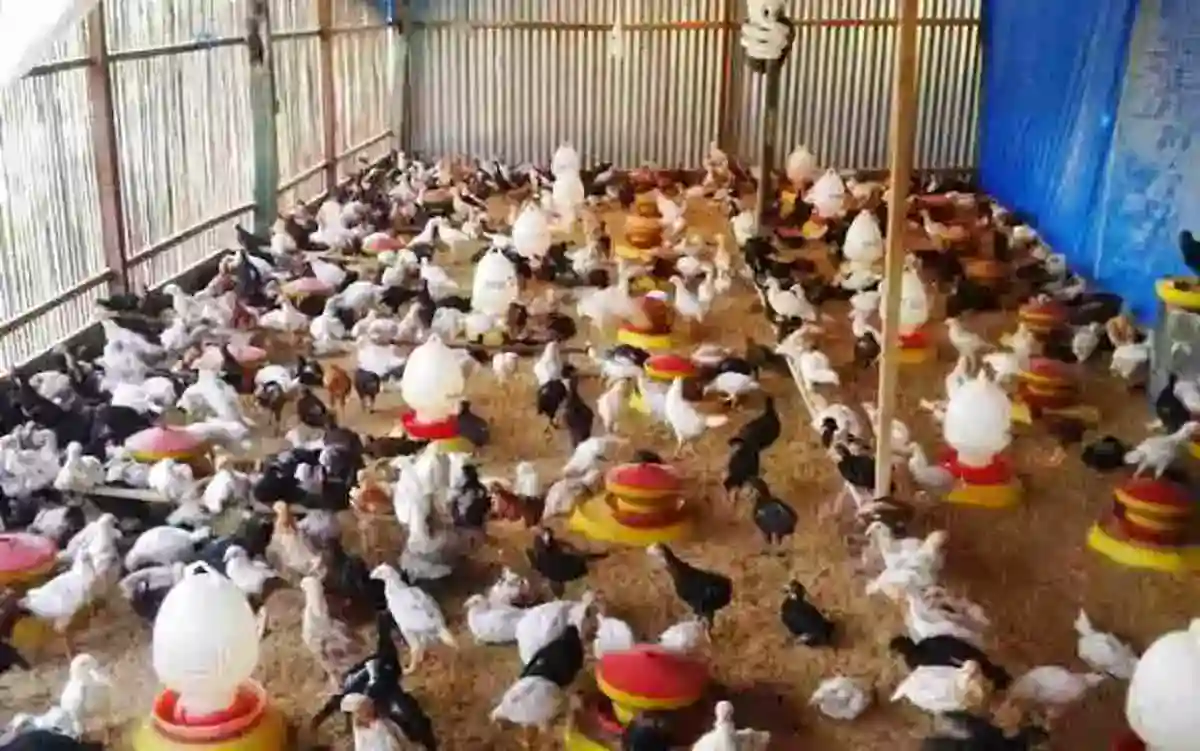 ayam joper