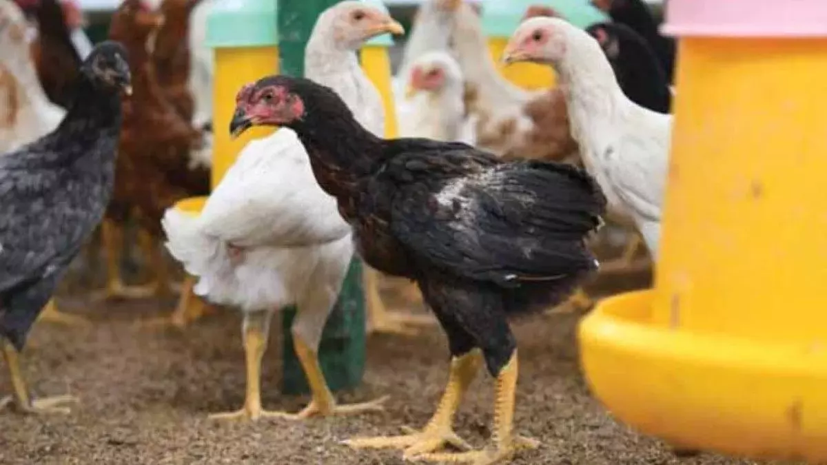 ayam joper