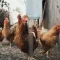 ayam joper