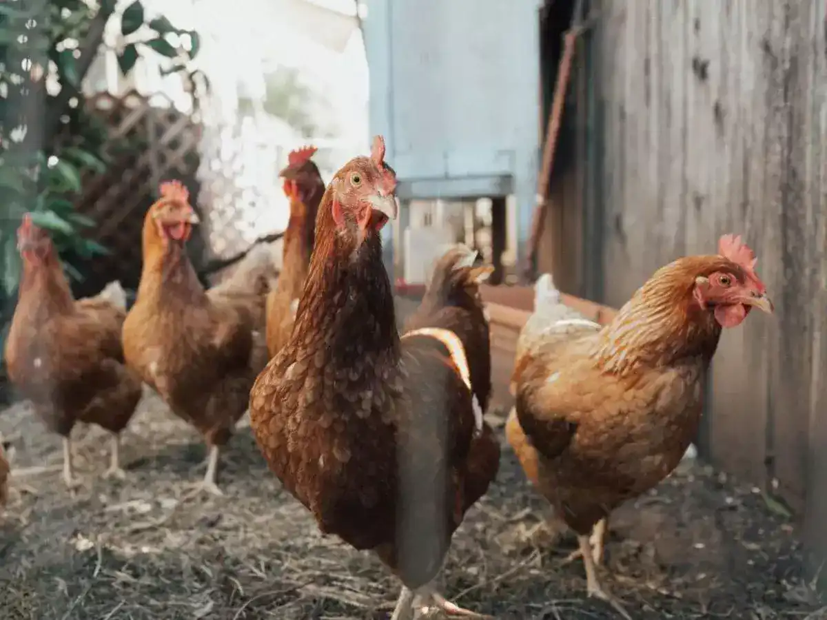 ayam joper