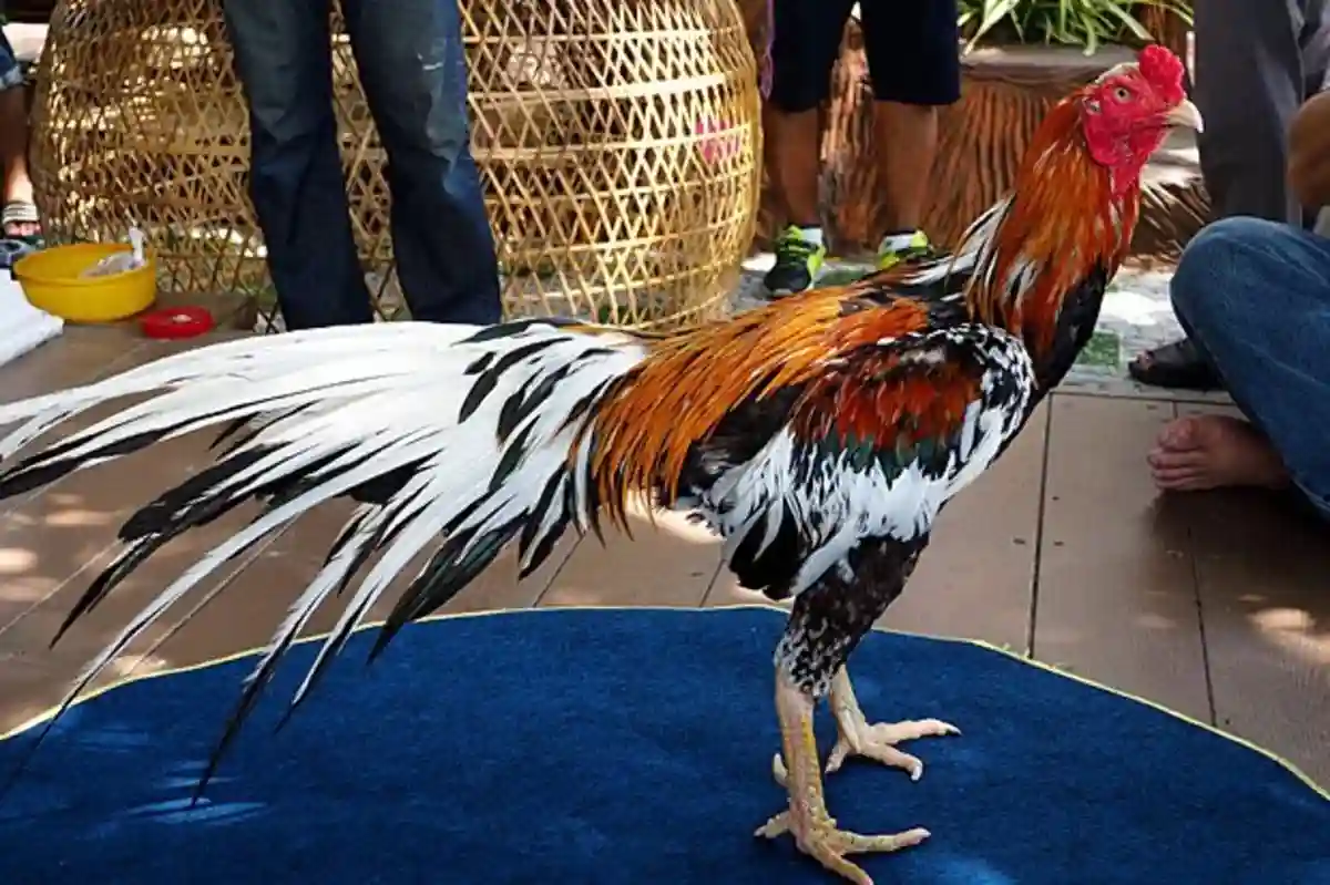 ayam bangkok super