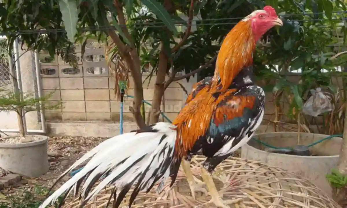 ayam bangkok super