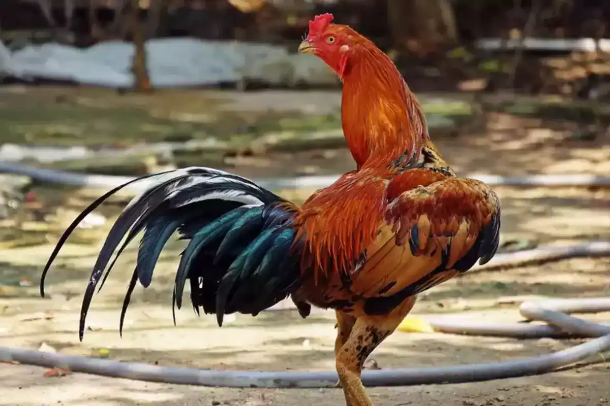 ayam bangkok super