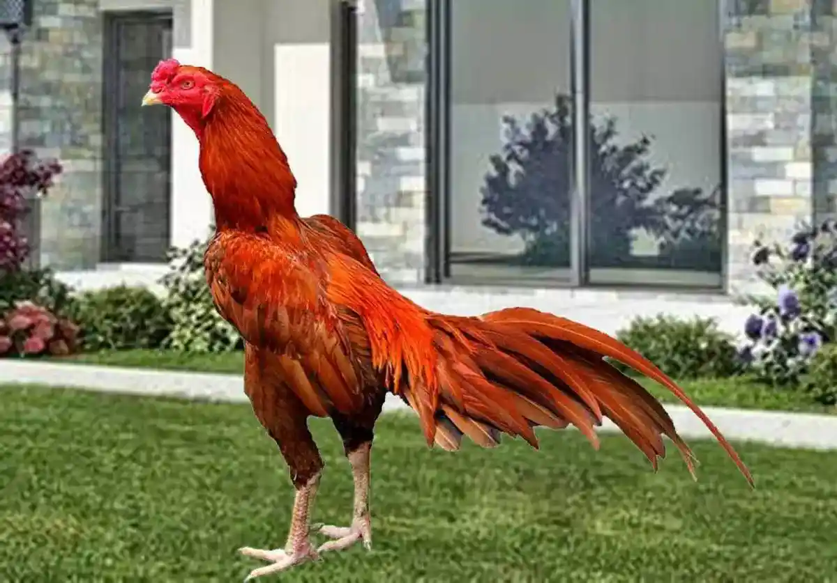 ayam bangkok super