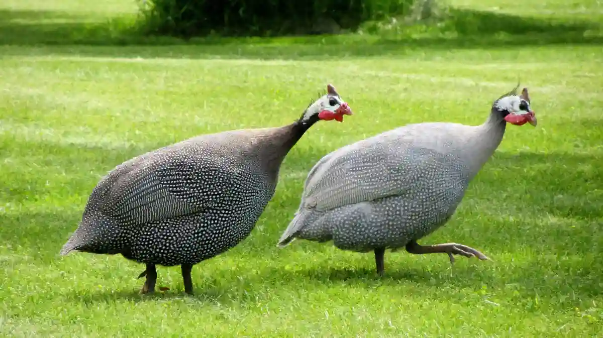 ayam mutiara