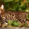 kucing bengal