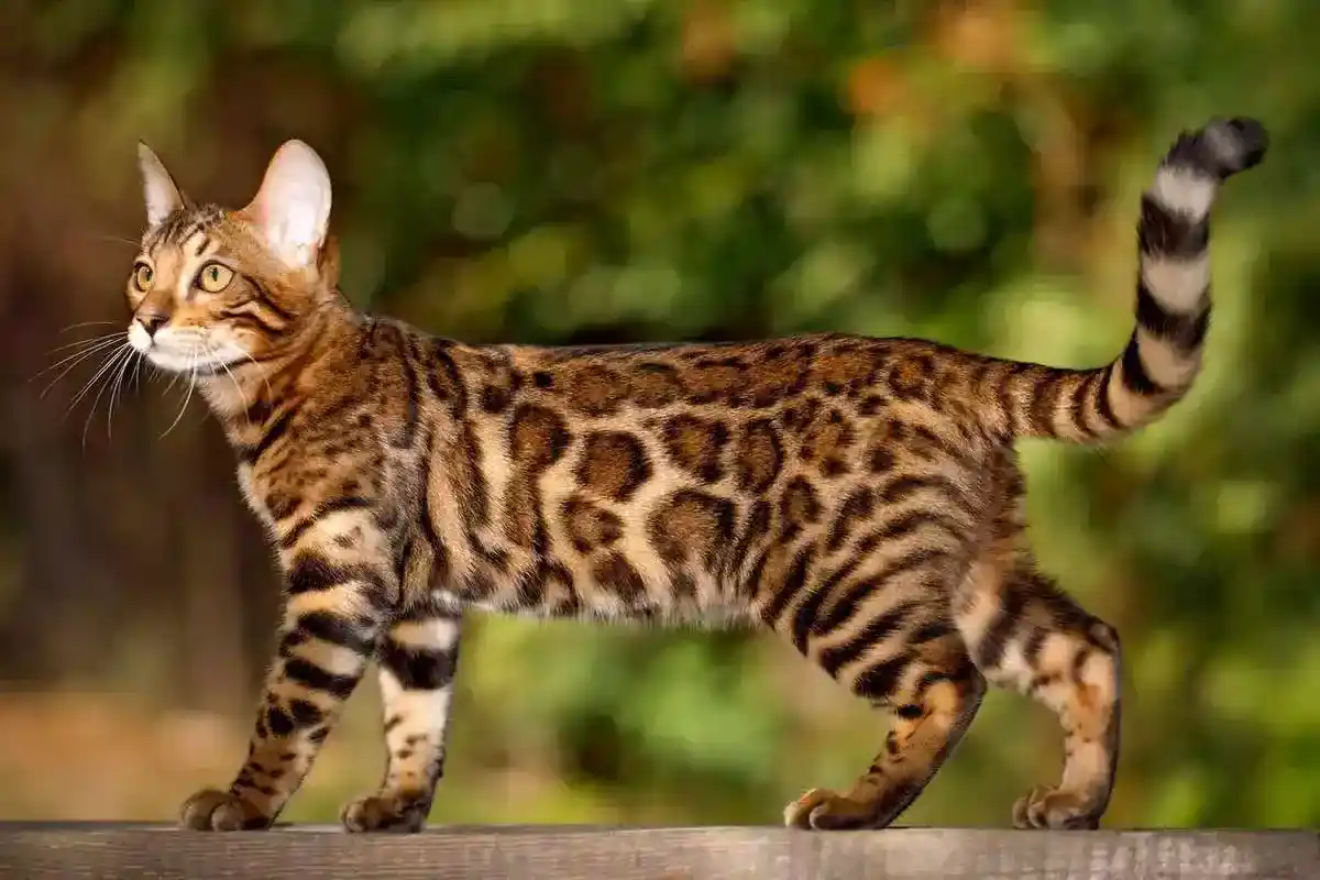 kucing bengal