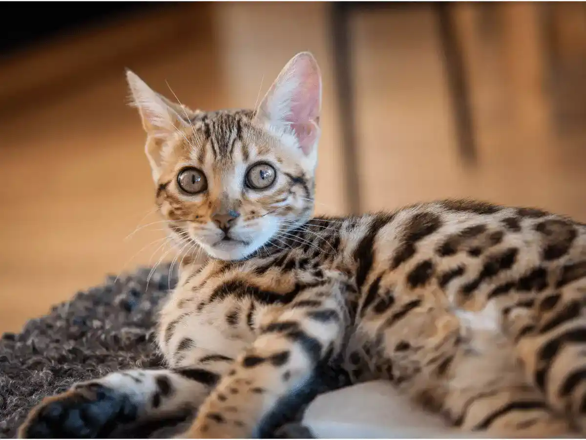 kucing bengal