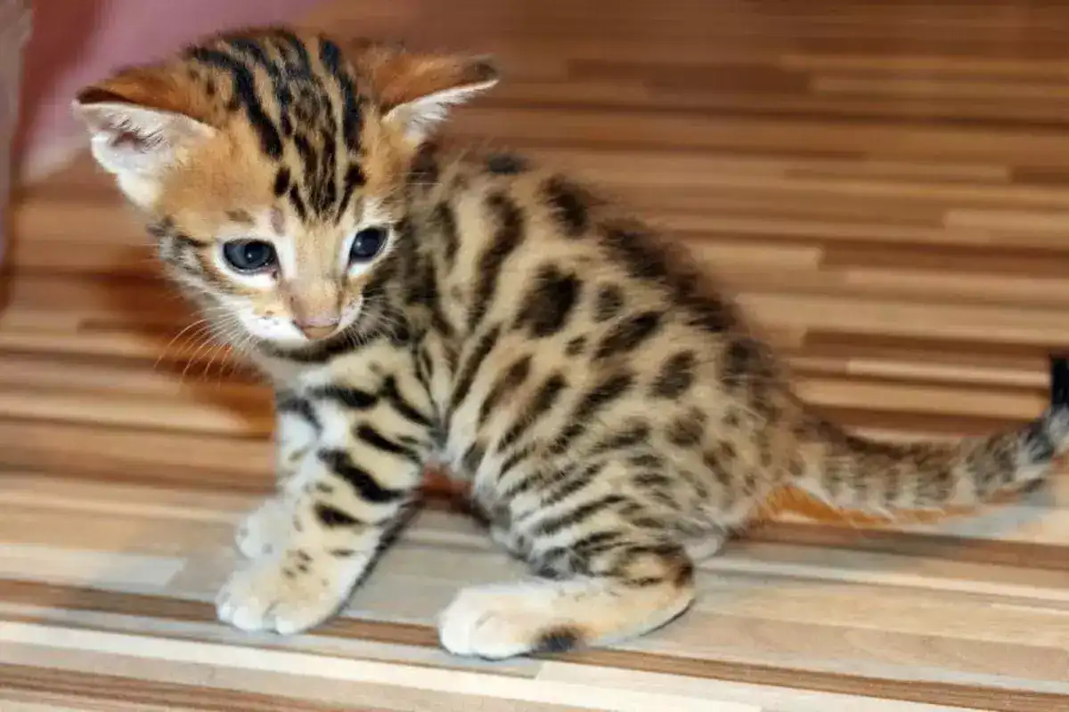kucing bengal