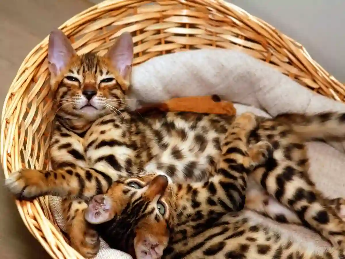 kucing bengal