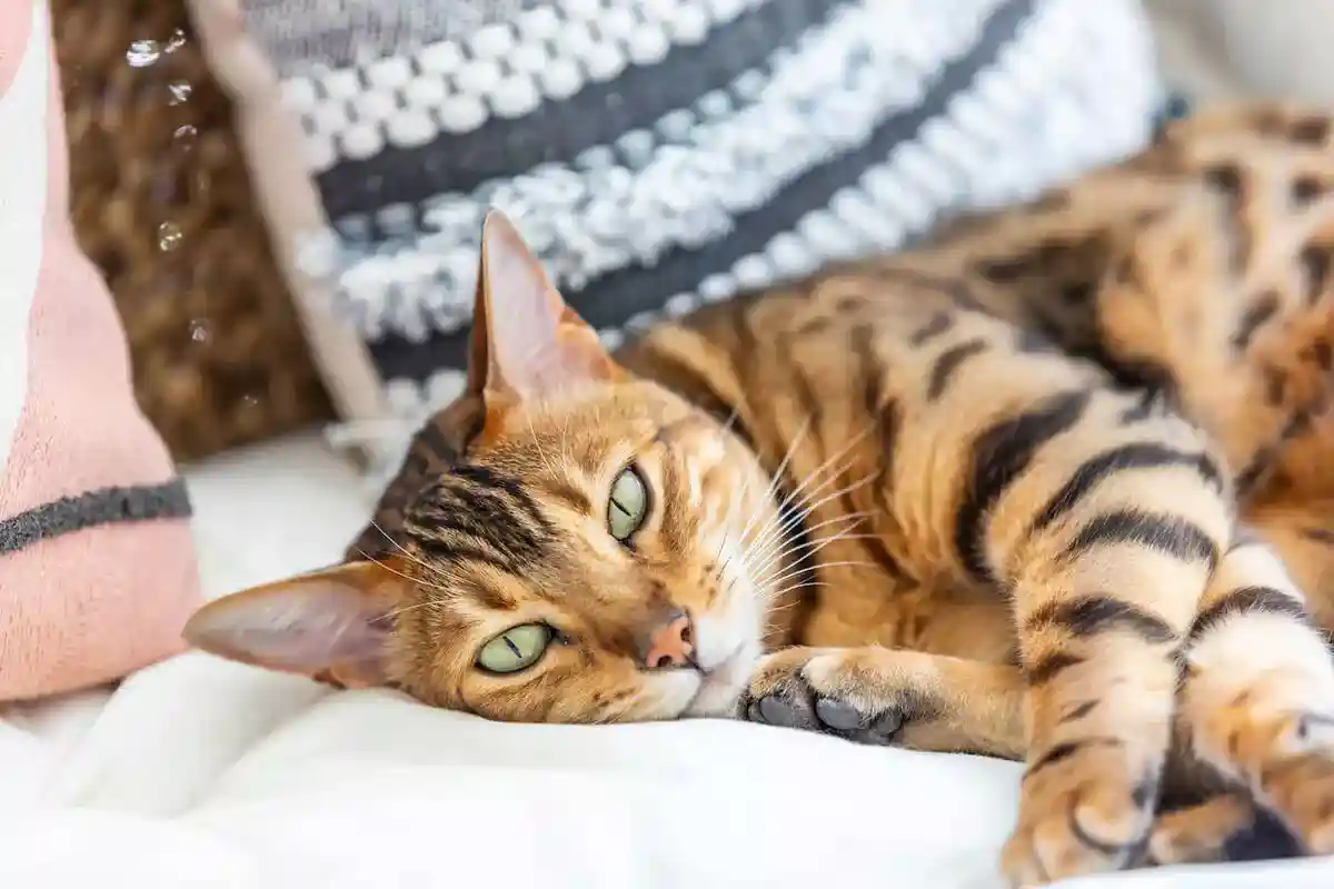 kucing bengal