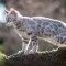 kucing bengal putih