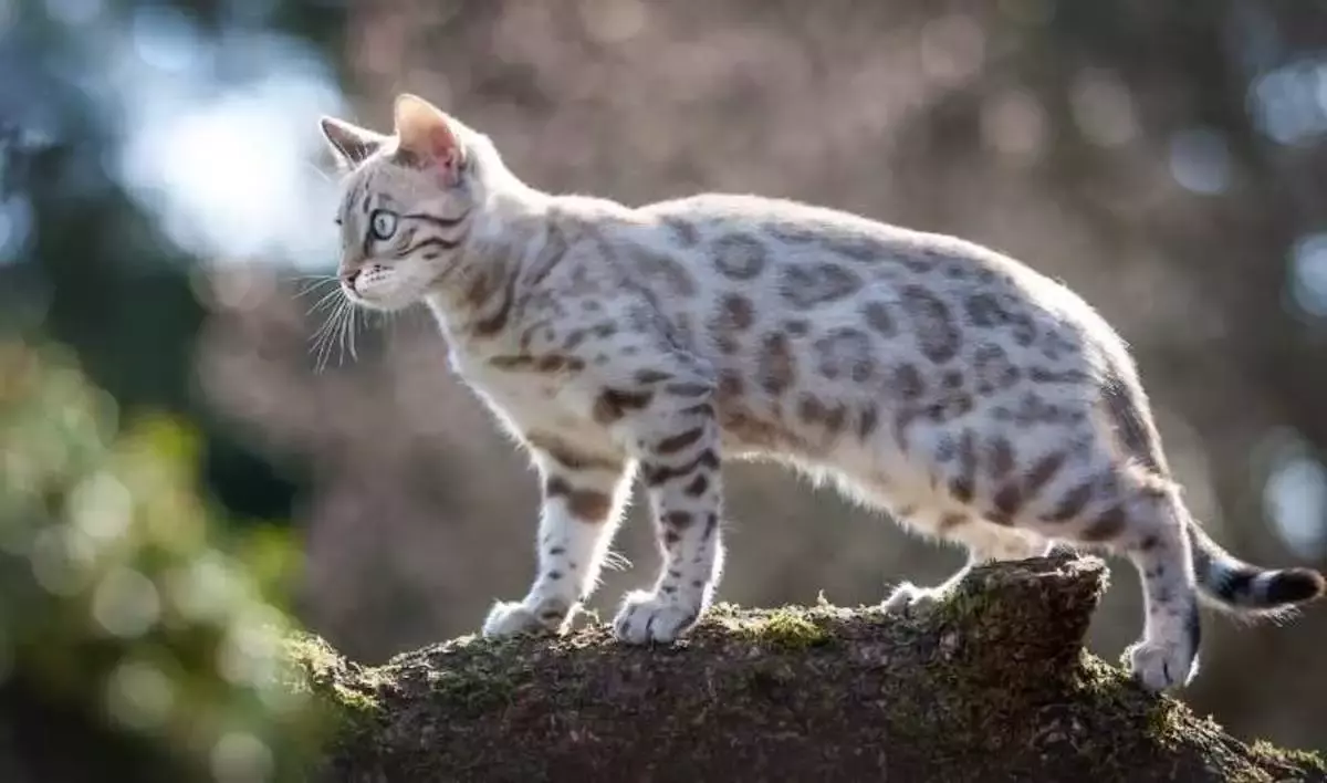 kucing bengal putih