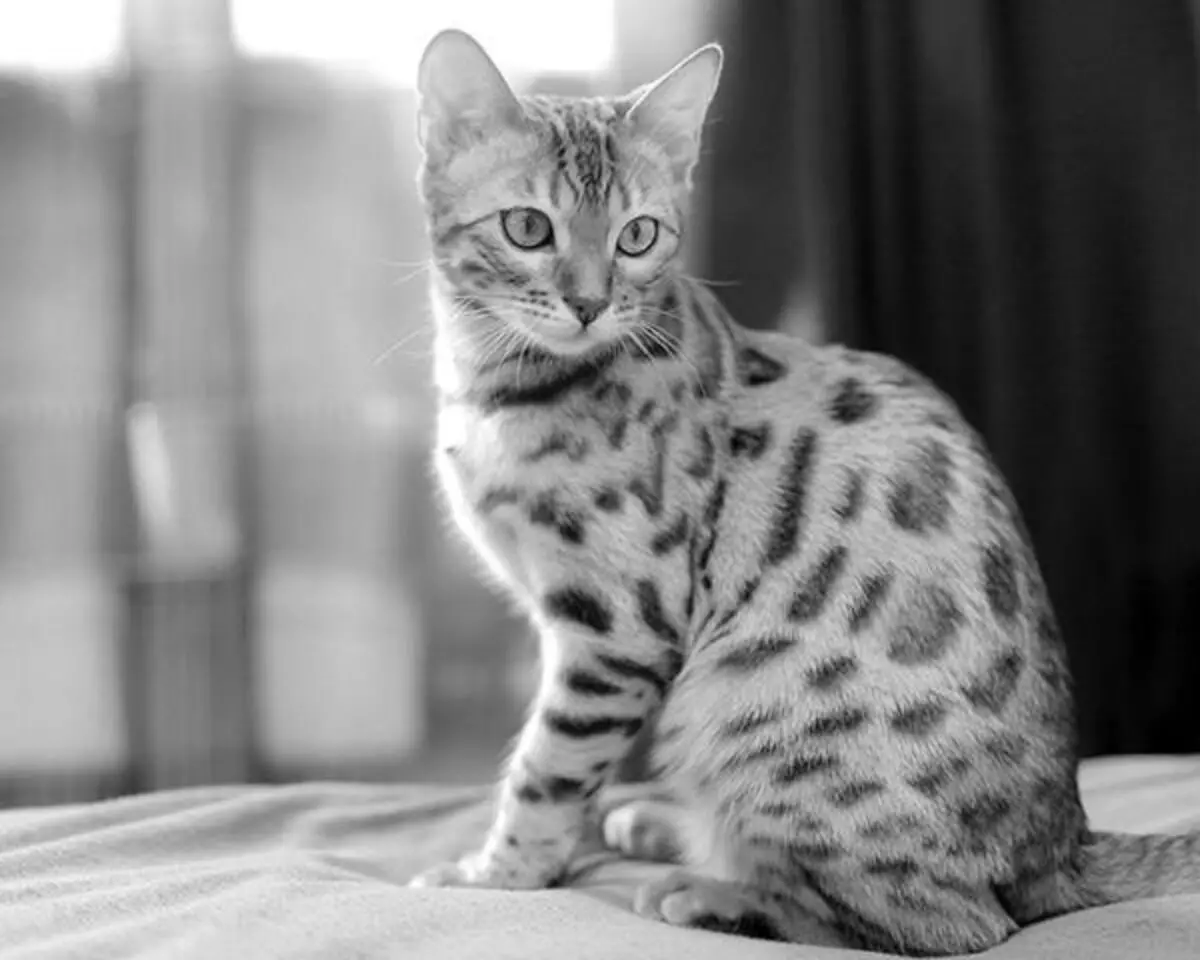 kucing bengal putih