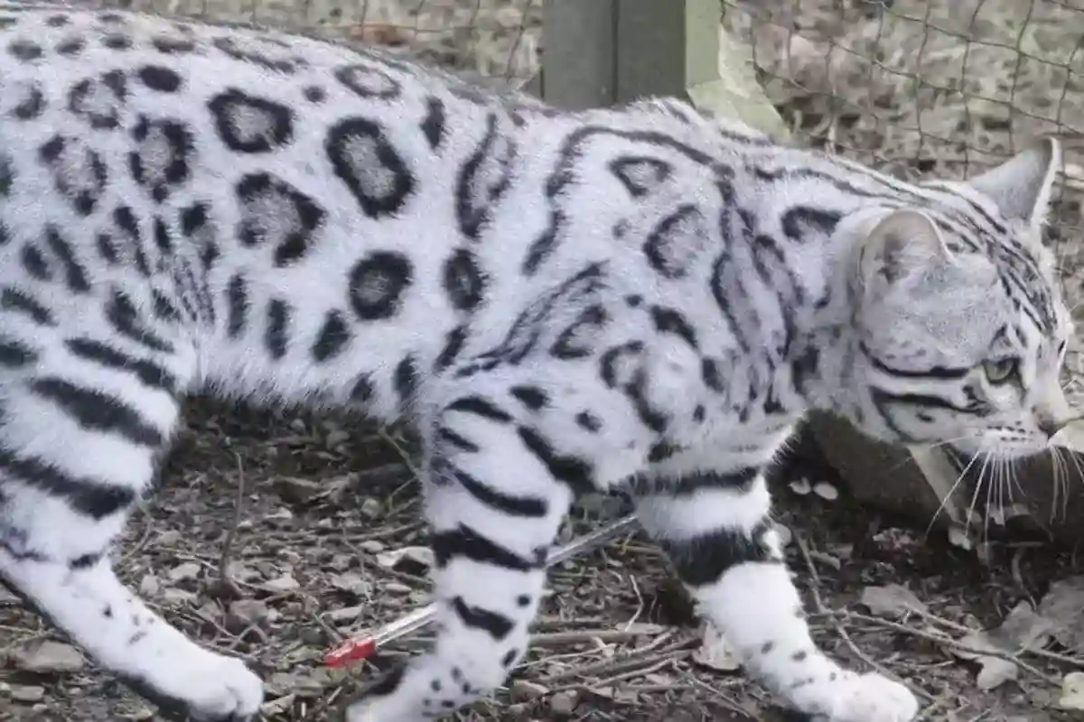 kucing bengal putih