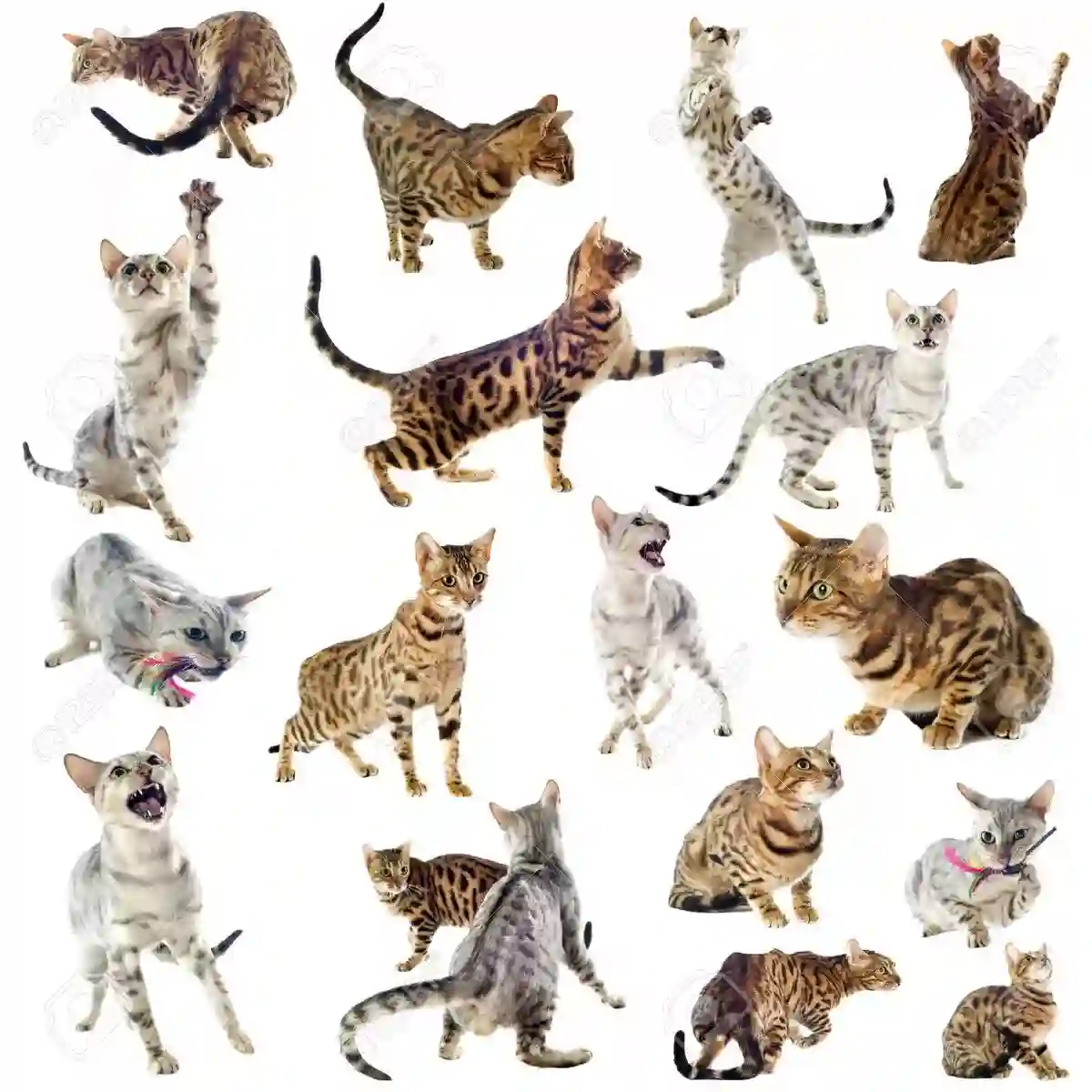 kucing bengal putih