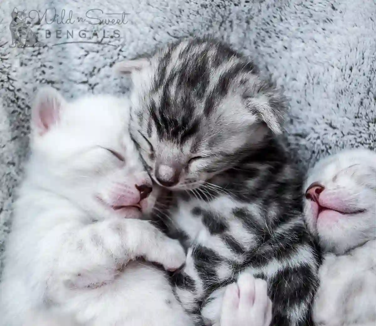 kucing bengal putih