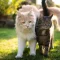 kucing maine coon mix kampung