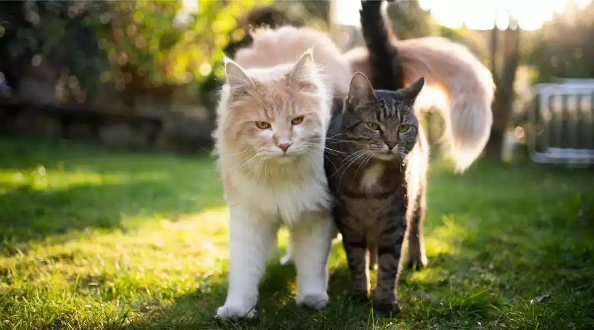 kucing maine coon mix kampung