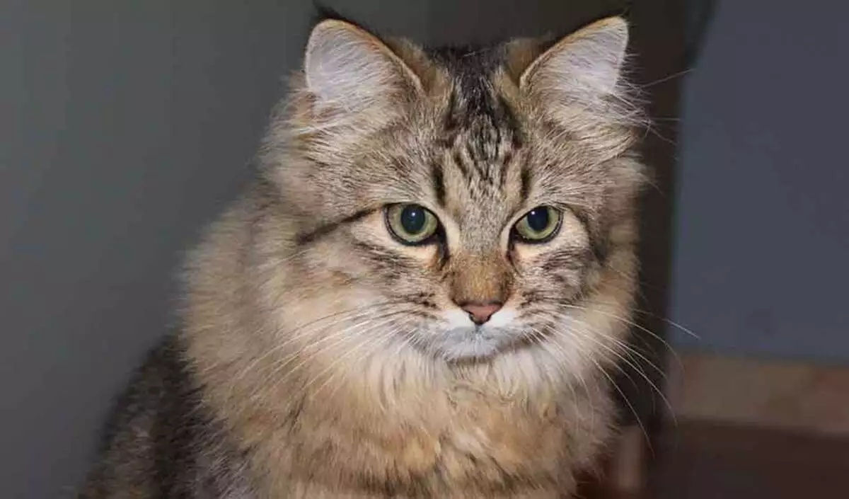 kucing maine coon mix kampung