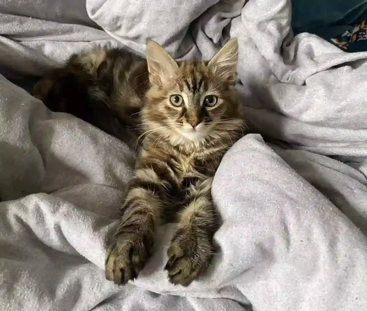 kucing maine coon mix kampung