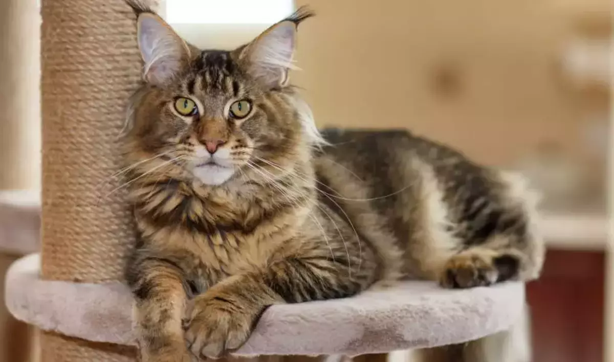 kucing maine coon