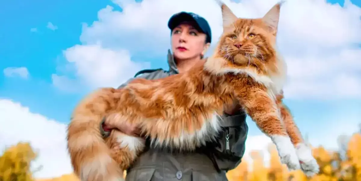 kucing maine coon