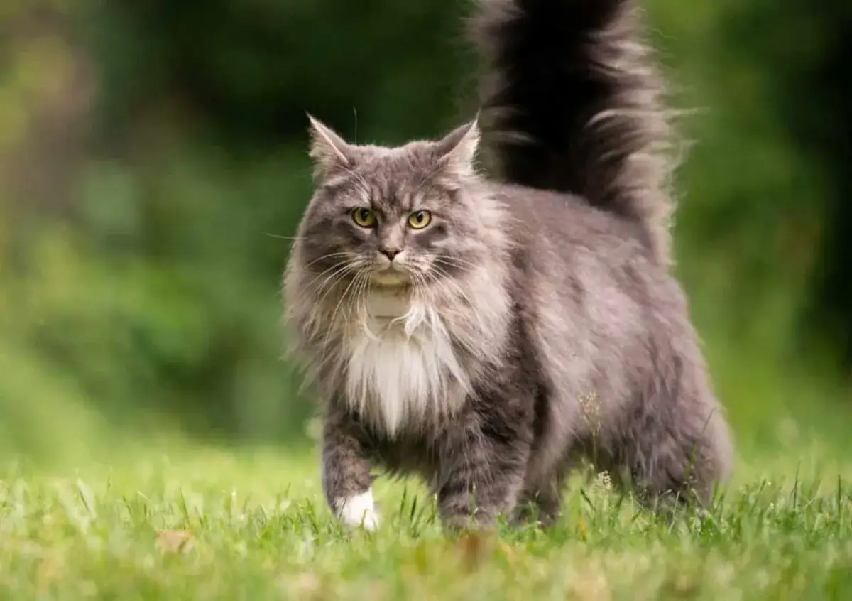 kucing maine coon