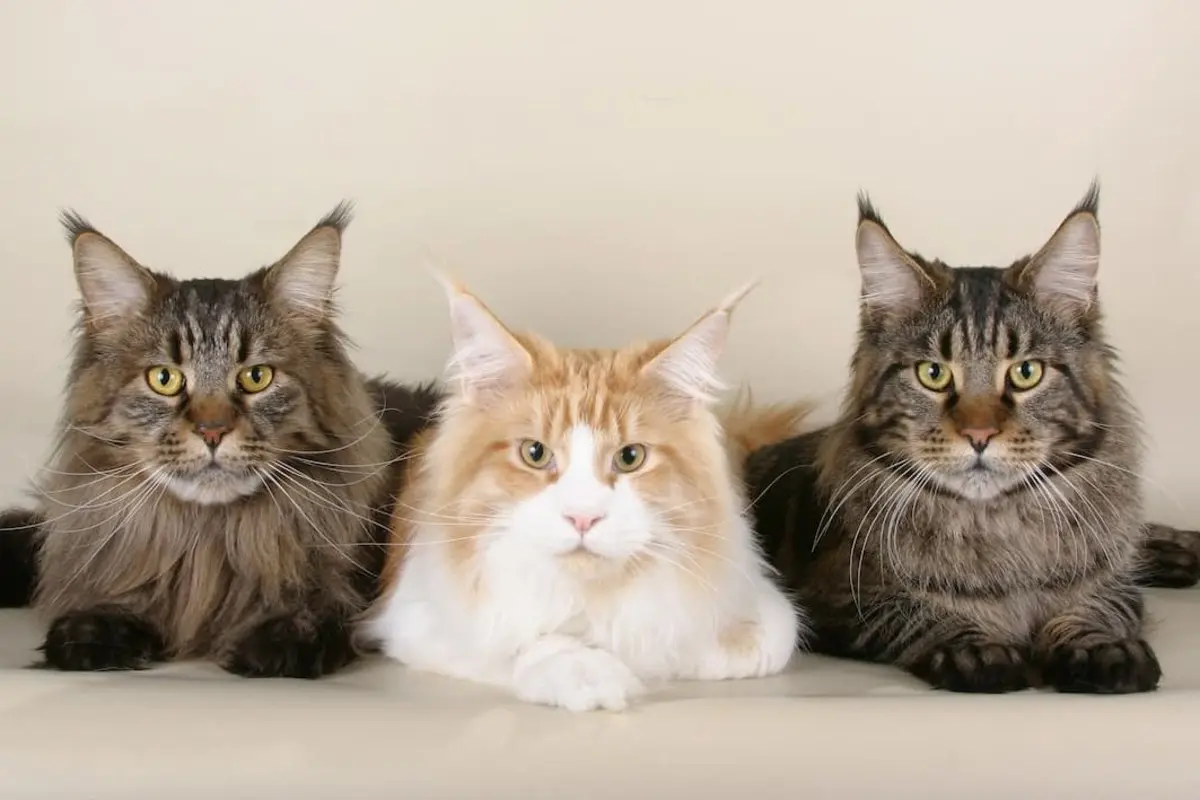 kucing maine coon