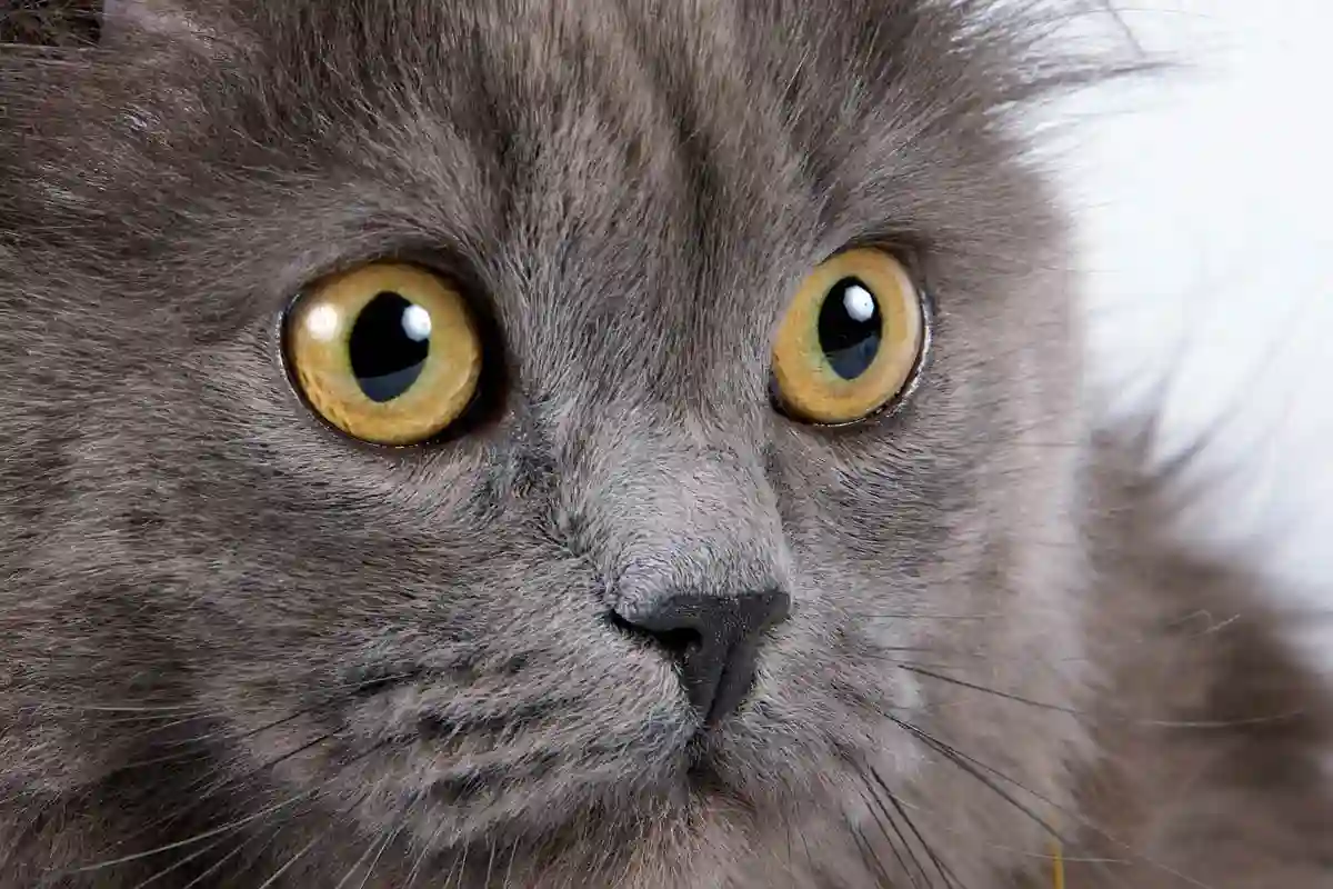 nama kucing betina