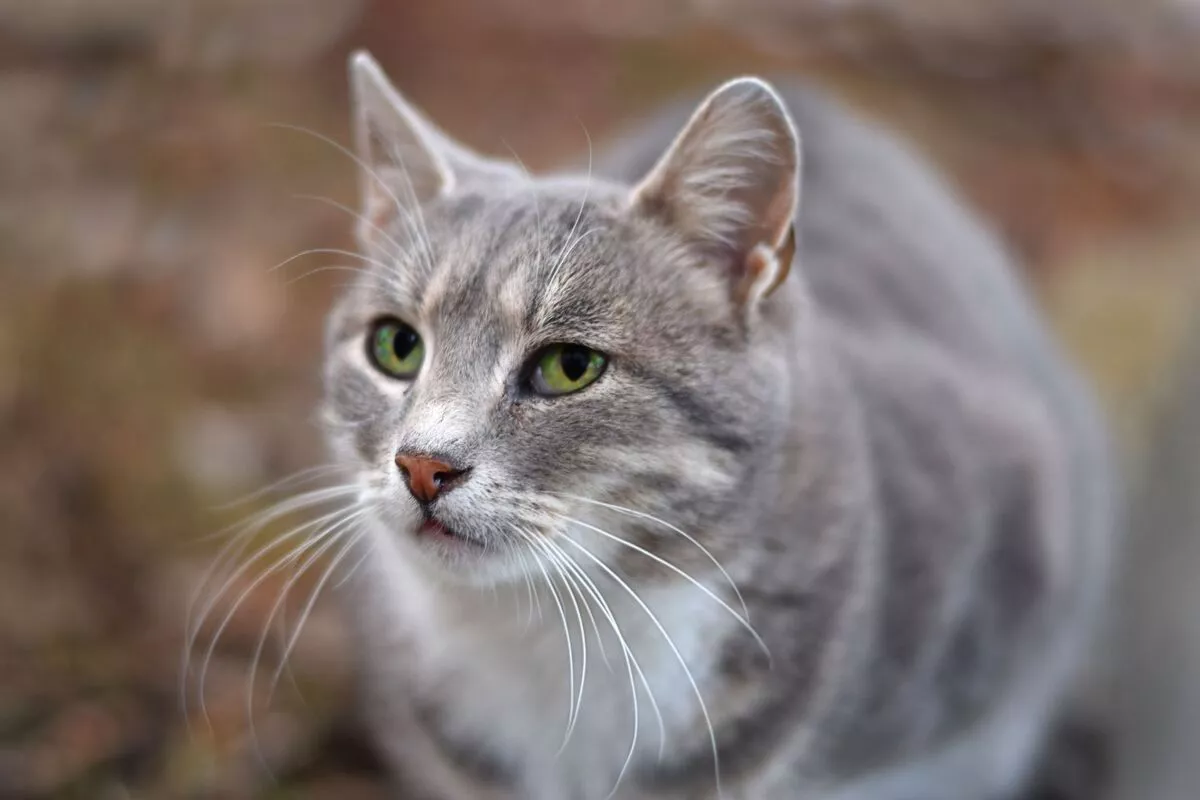 nama kucing betina