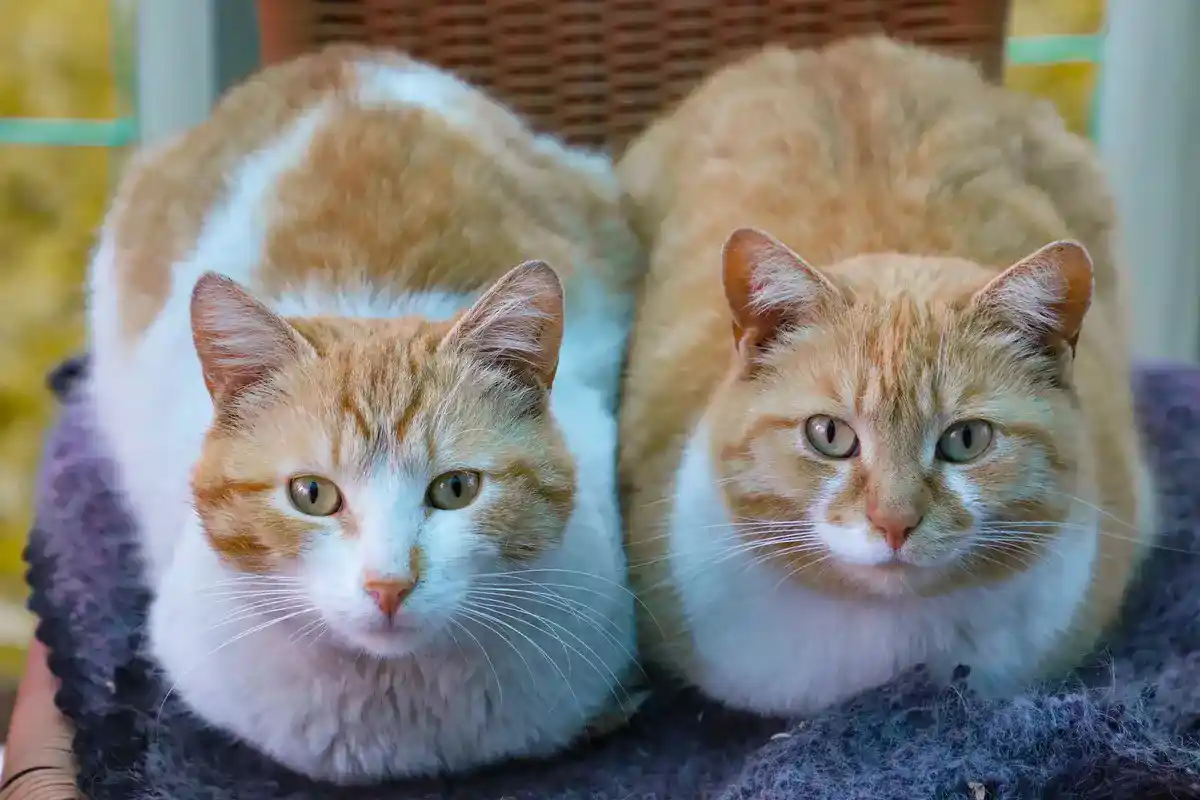 nama kucing betina
