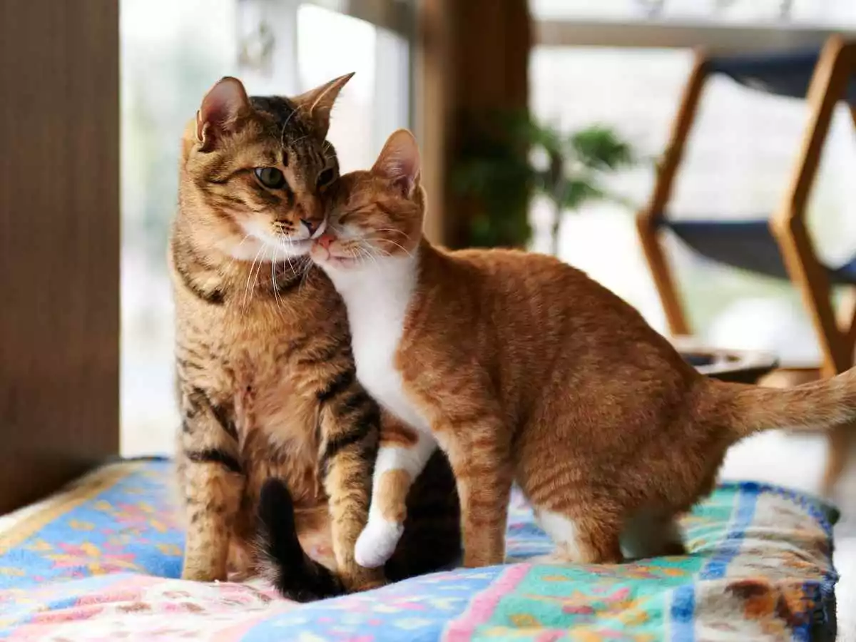 nama kucing betina