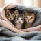 nama kucing betina