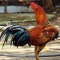 ayam bangkok klasik