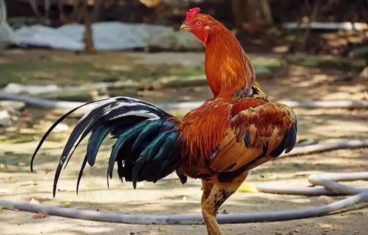 ayam bangkok klasik