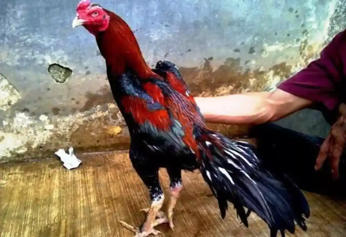 ayam bangkok klasik