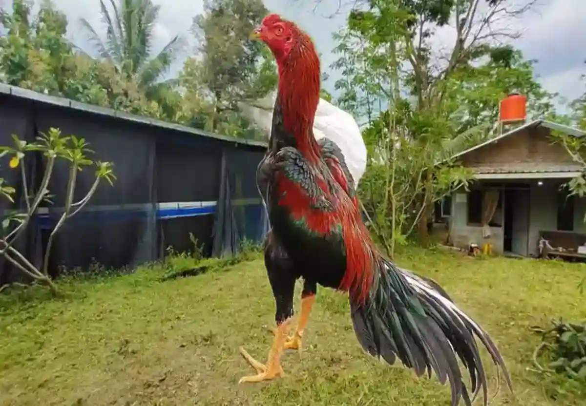 ayam bangkok klasik